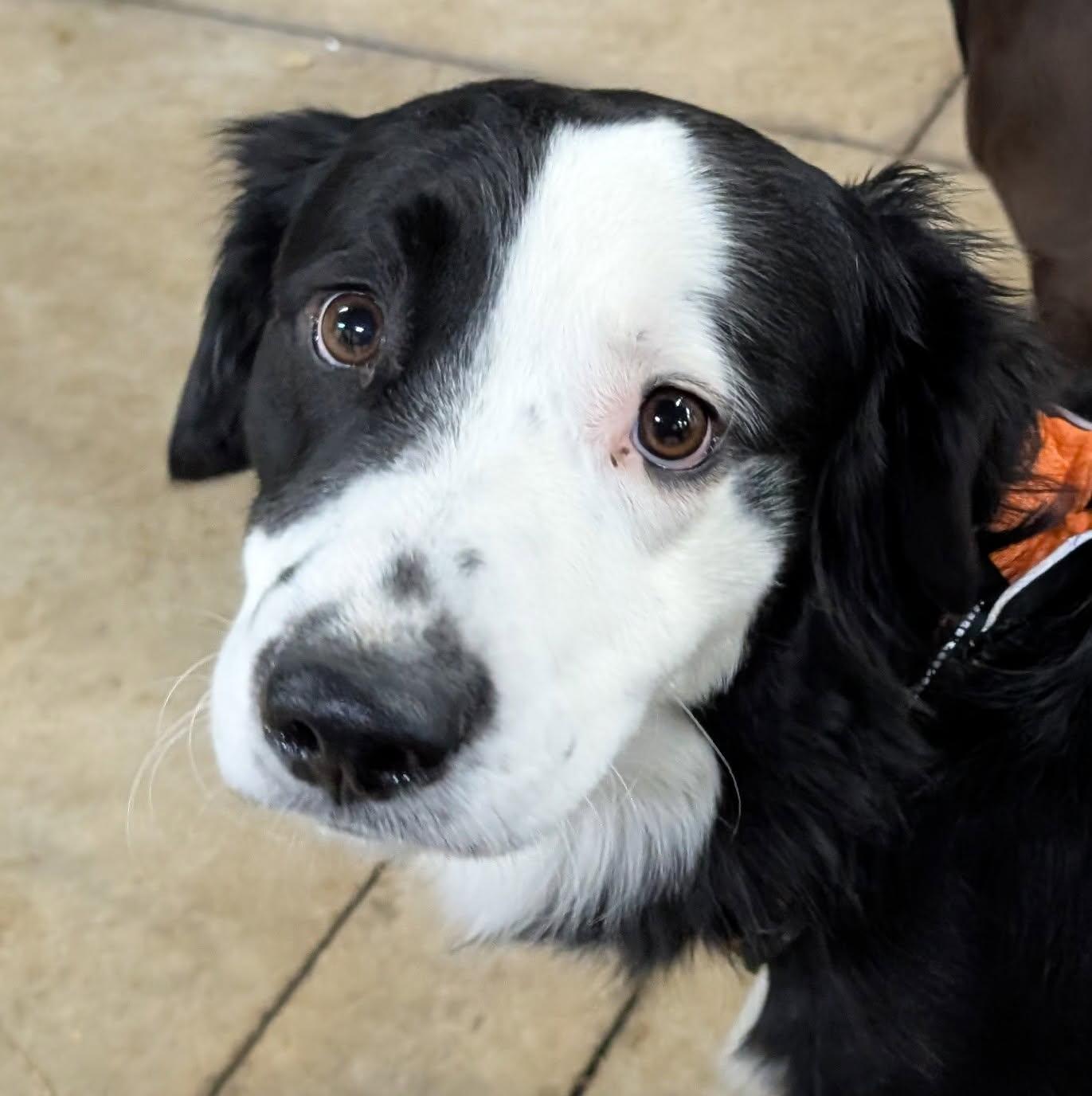 Enlarge Morris, an adopted mixed breed in Barrington Hills, IL image 2/4