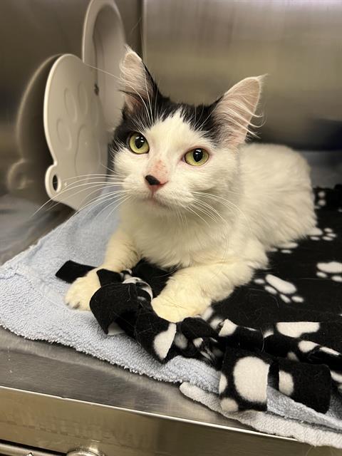 Enlarge MINNIE, a Adoptable Domestic Medium Hair in Kent, WA image 1/1