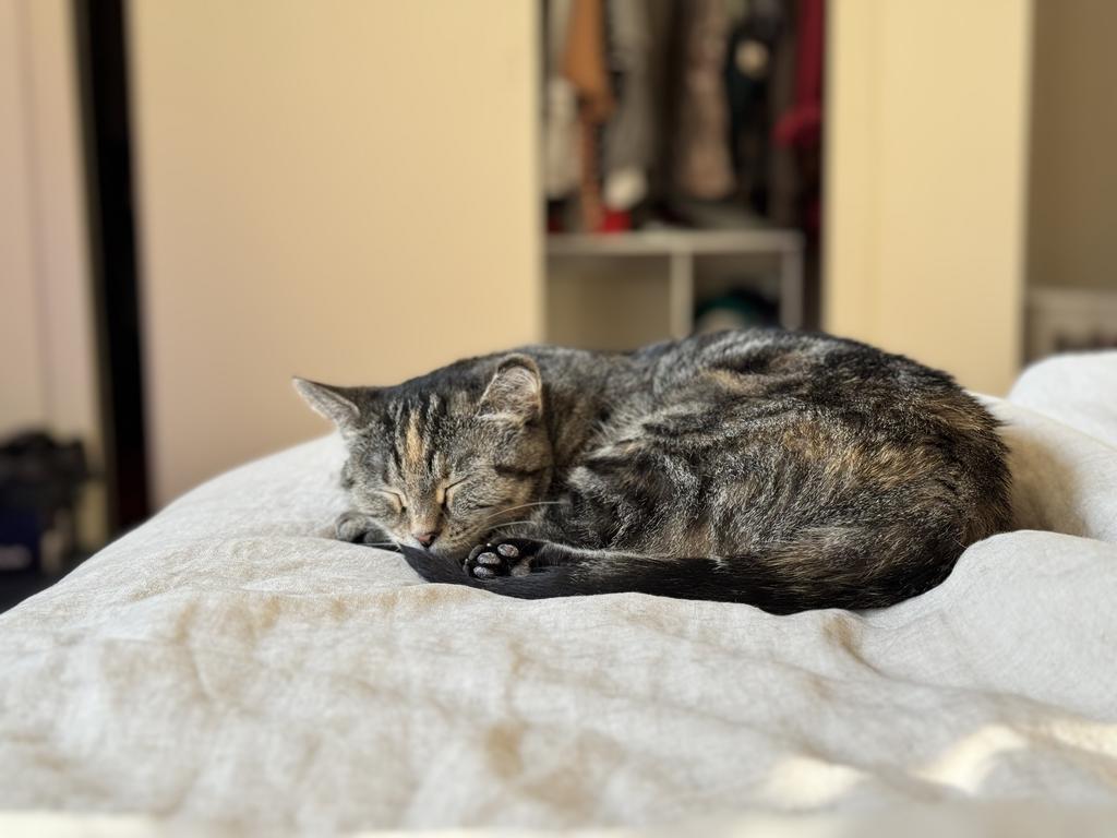 Rey, Adoptable, Adult Female Domestic Short Hair.