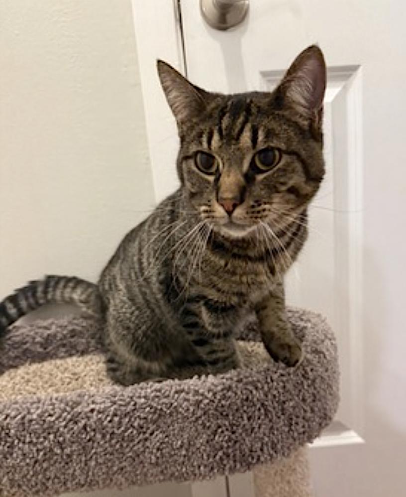 Momo and Pippin, an adopted mixed breed in Elk Grove Village, IL image 3/6
