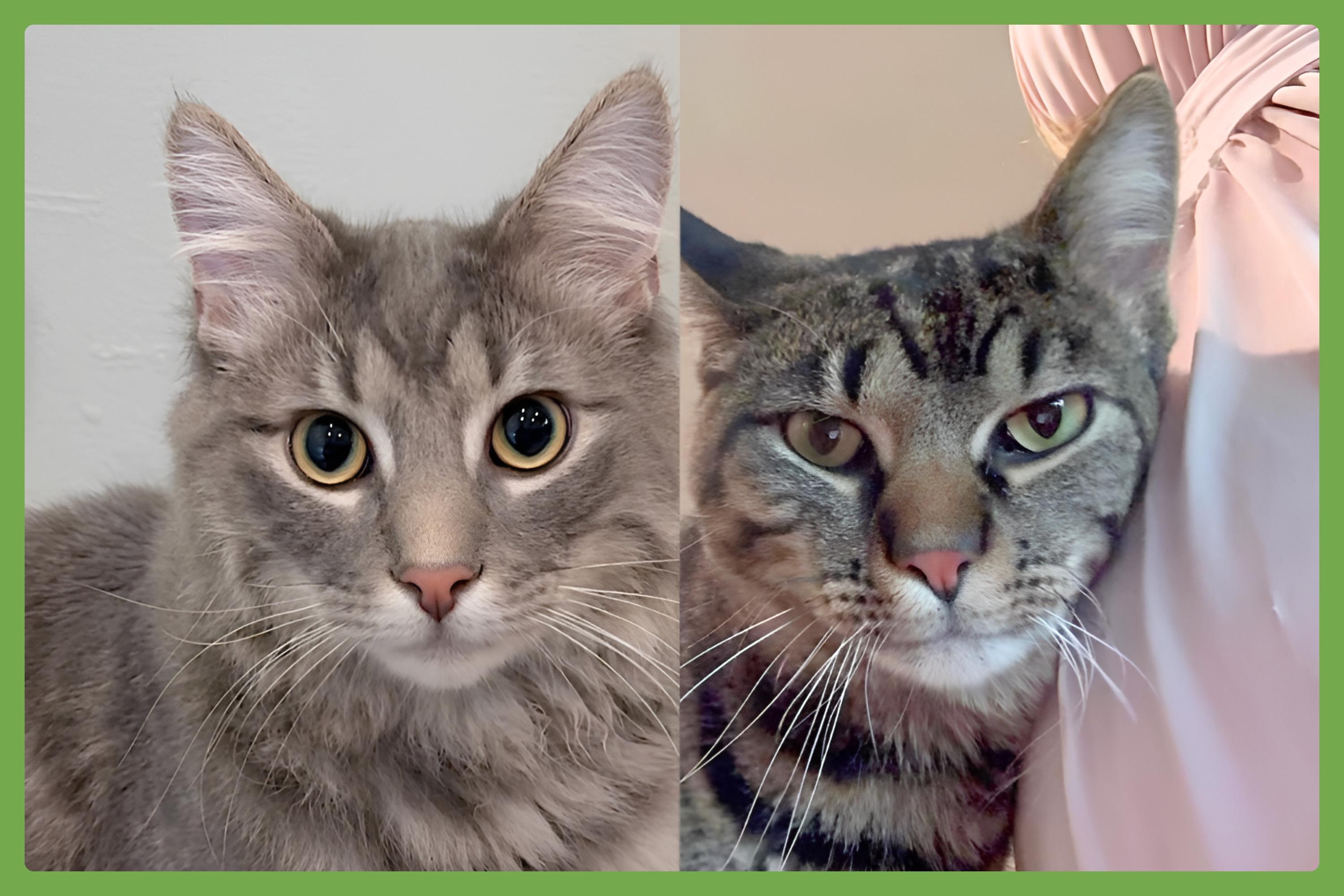 Momo and Pippin, an adopted mixed breed in Elk Grove Village, IL image 1/6