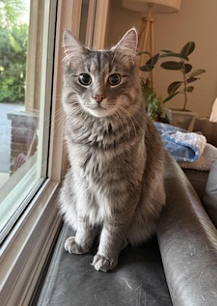 Momo and Pippin, an adopted mixed breed in Elk Grove Village, IL image 4/6