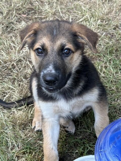 Enlarge Thor, a Adoptable mixed breed in Seattle, WA image 1/1