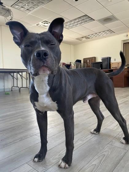 Enlarge Blue, a ADOPTABLE Pit Bull Terrier in South Bend, IN image 1/3