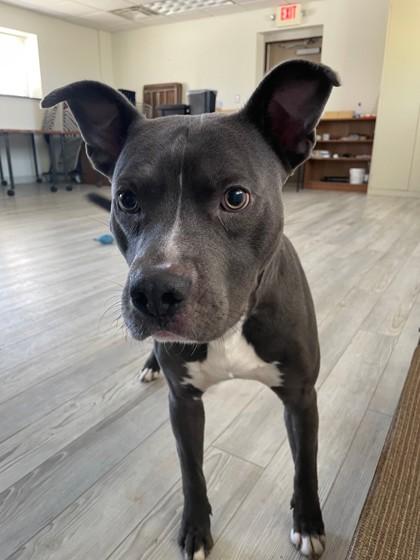 Enlarge Blue, a ADOPTABLE Pit Bull Terrier in South Bend, IN image 2/3