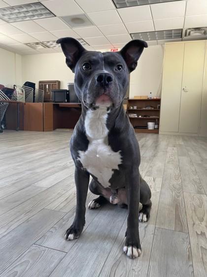 Enlarge Blue, a ADOPTABLE Pit Bull Terrier in South Bend, IN image 3/3