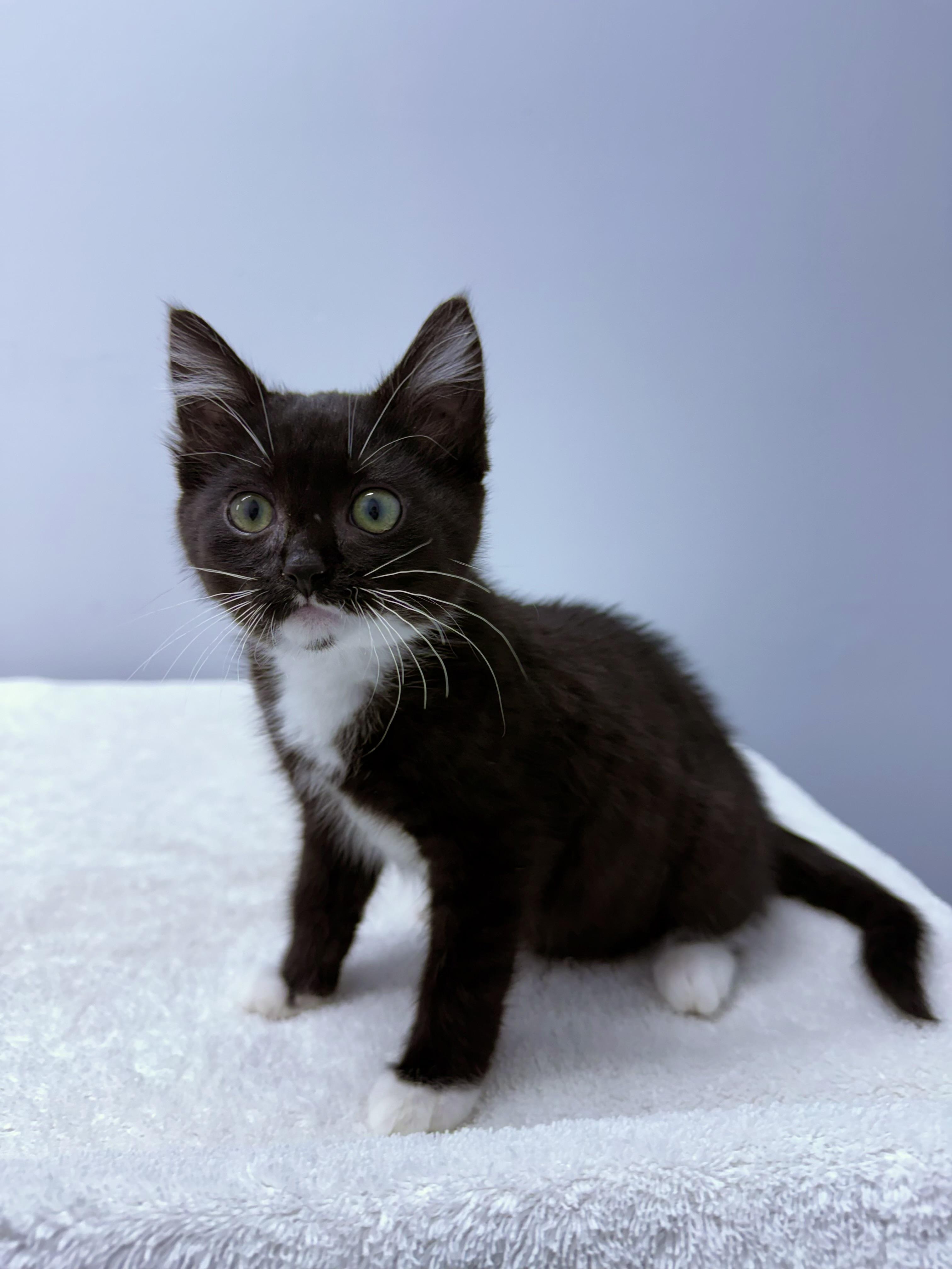 Hannah, an adopted Domestic Short Hair in Mount Vernon, OH image 2/2