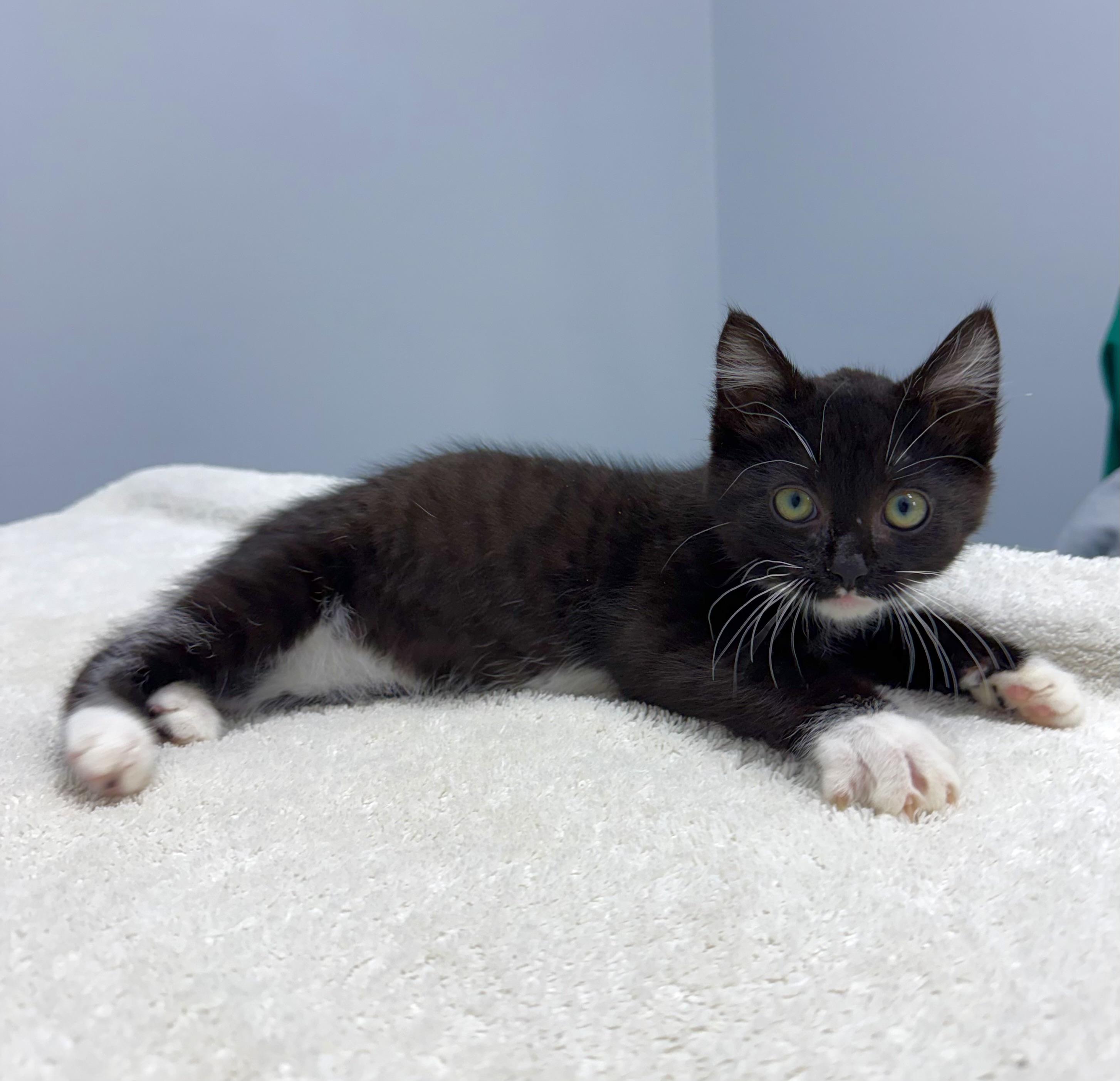 Hannah, an adopted Domestic Short Hair in Mount Vernon, OH image 1/2