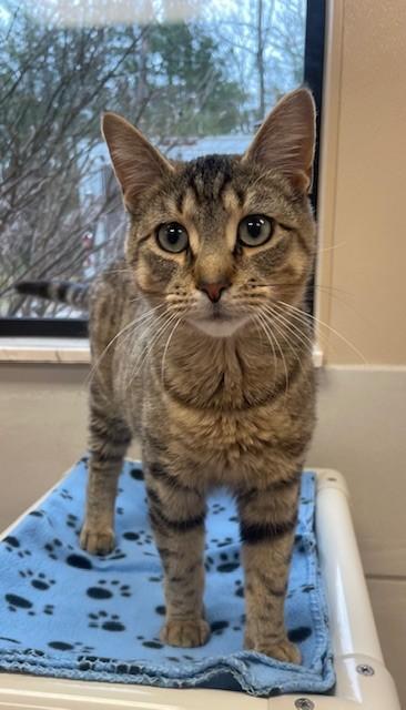 Dave, adopted, Adult Male Domestic Short Hair.