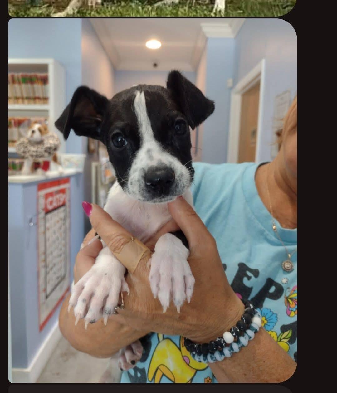Pickett - available 9/5/25