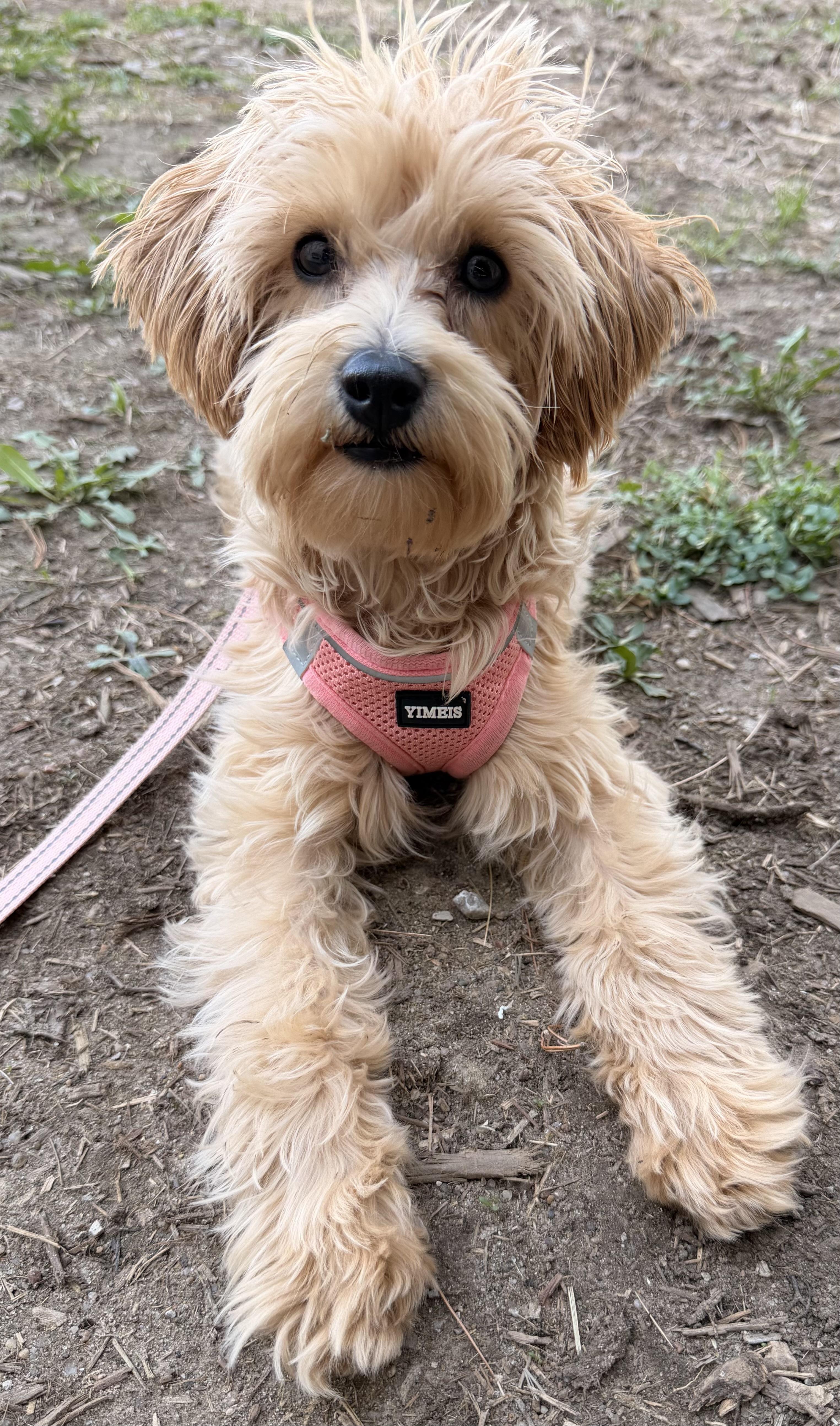 Honey, a ADOPTABLE mixed breed in Overland Park, KS image 2/2