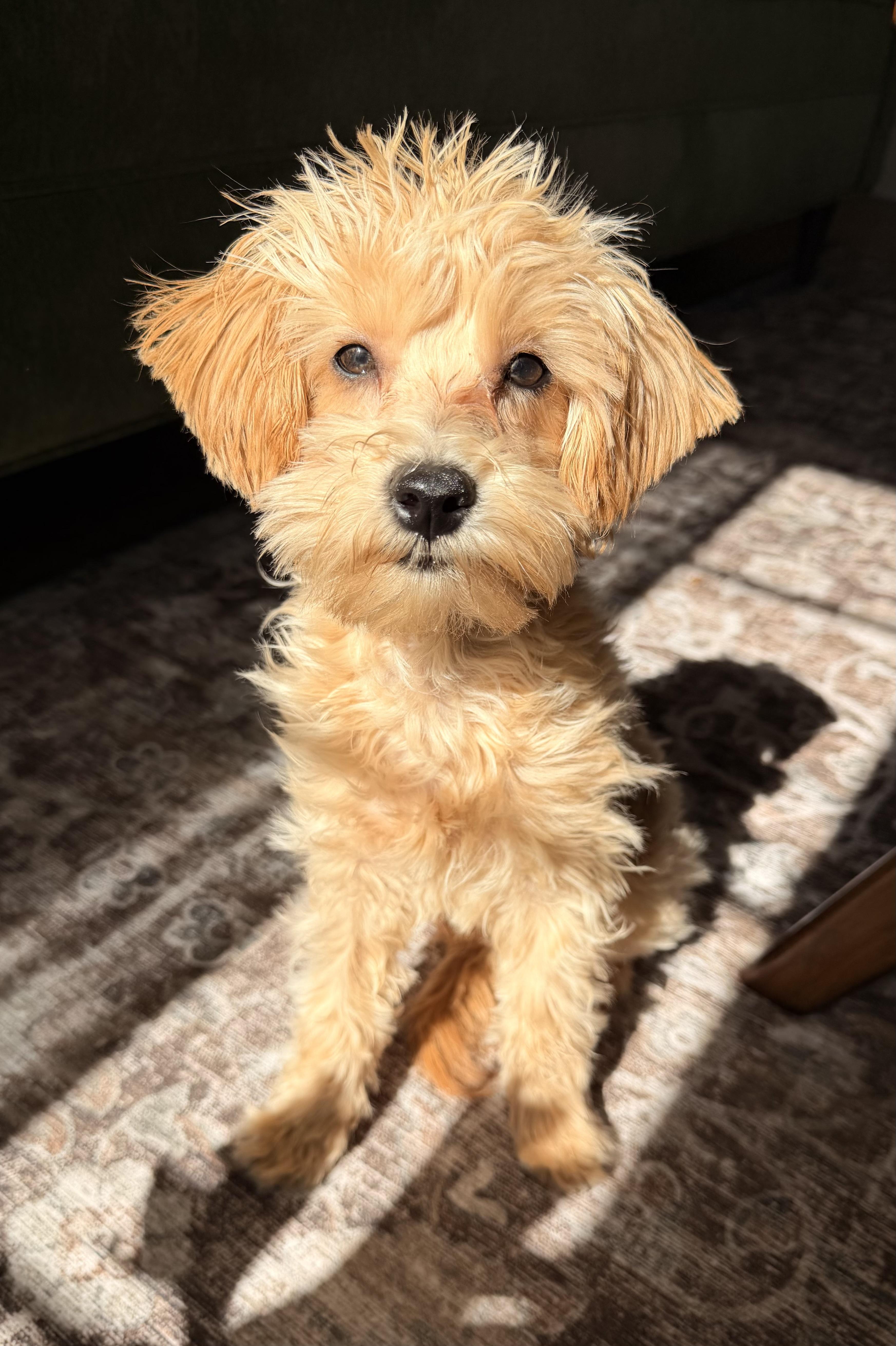 Honey, ADOPTABLE, Puppy Female Poodle & Maltese.