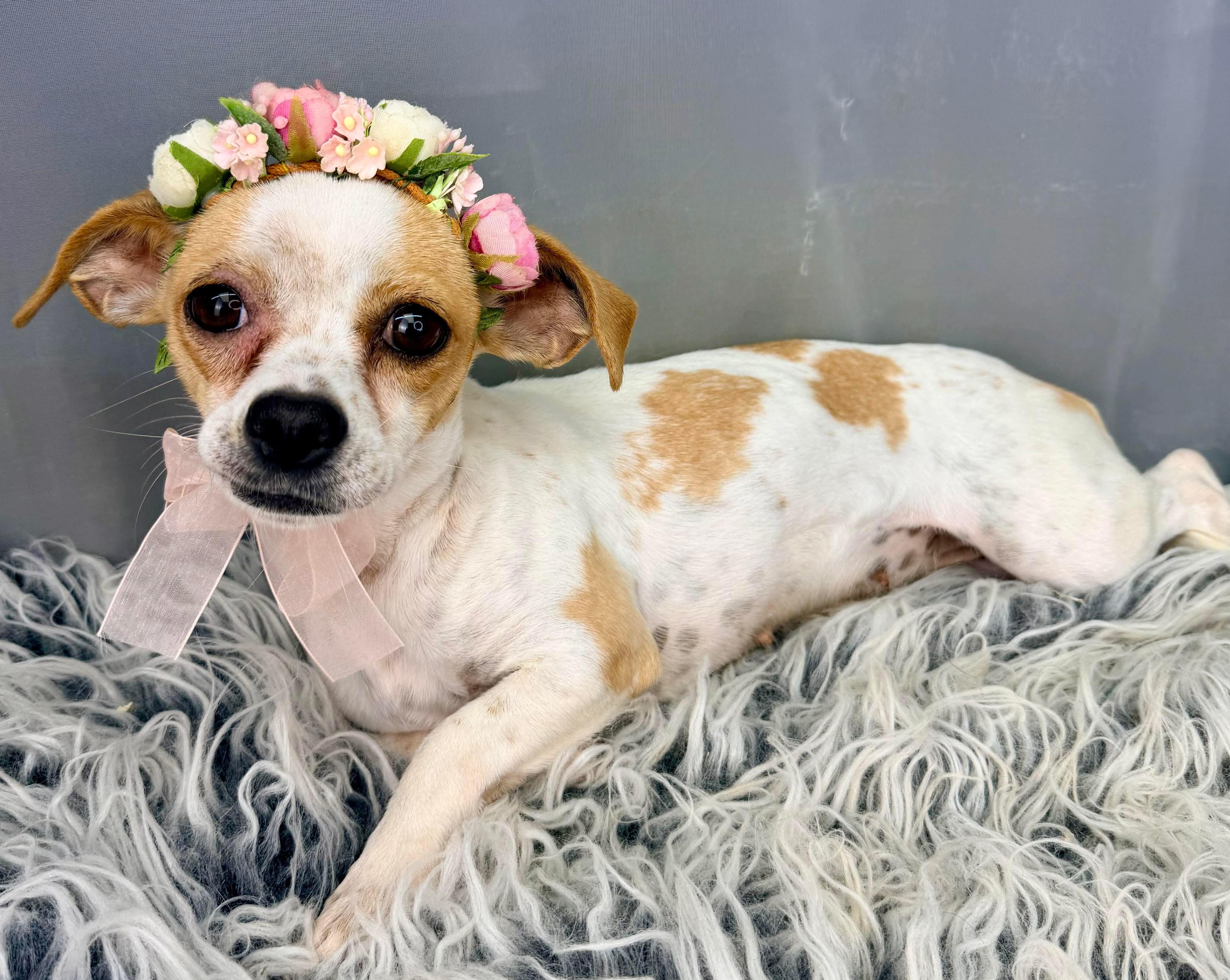 Enlarge Bramble, a Adoptable mixed breed in Flat Rock, MI image 1/6