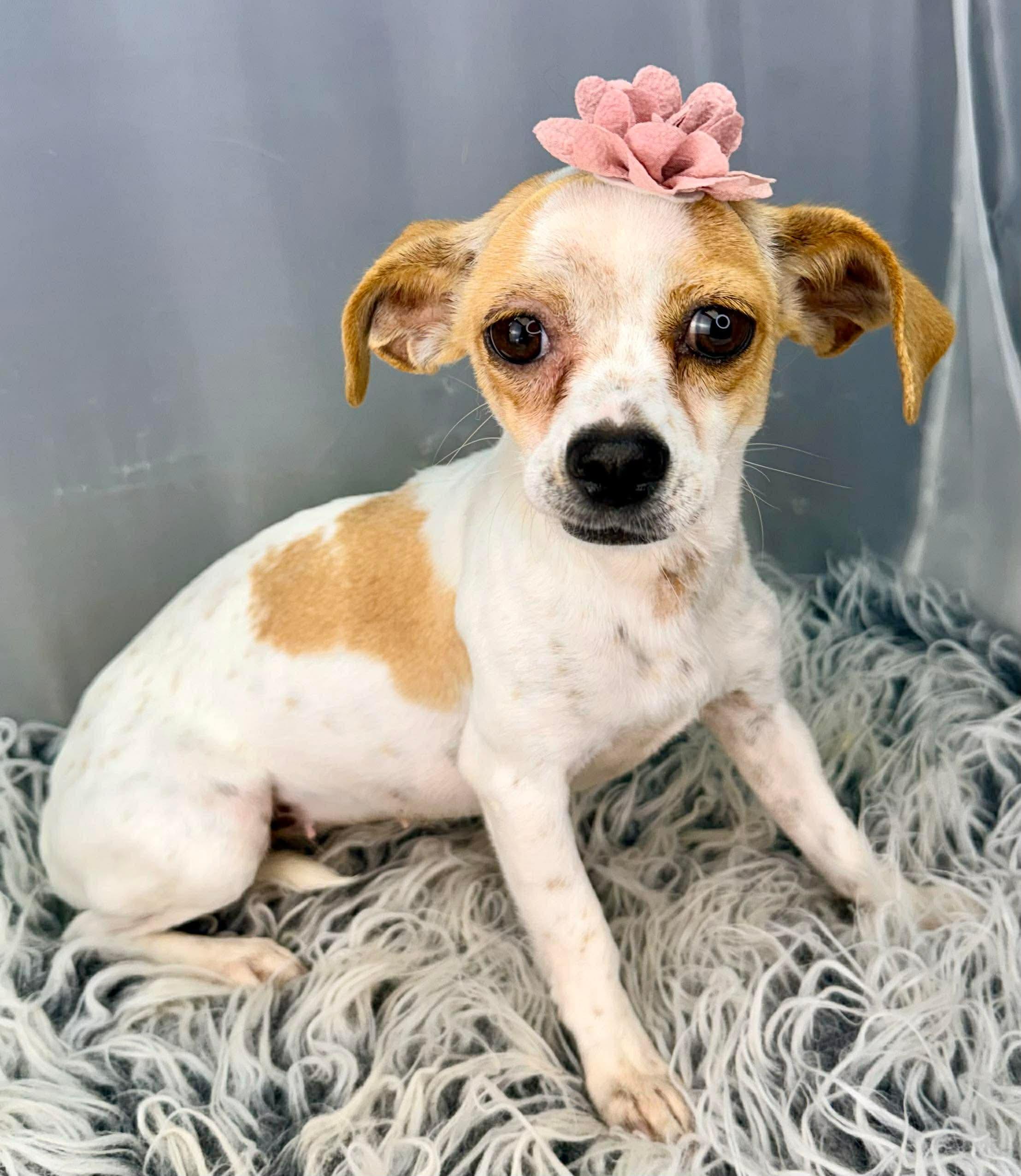 Enlarge Bramble, a Adoptable mixed breed in Flat Rock, MI image 4/6