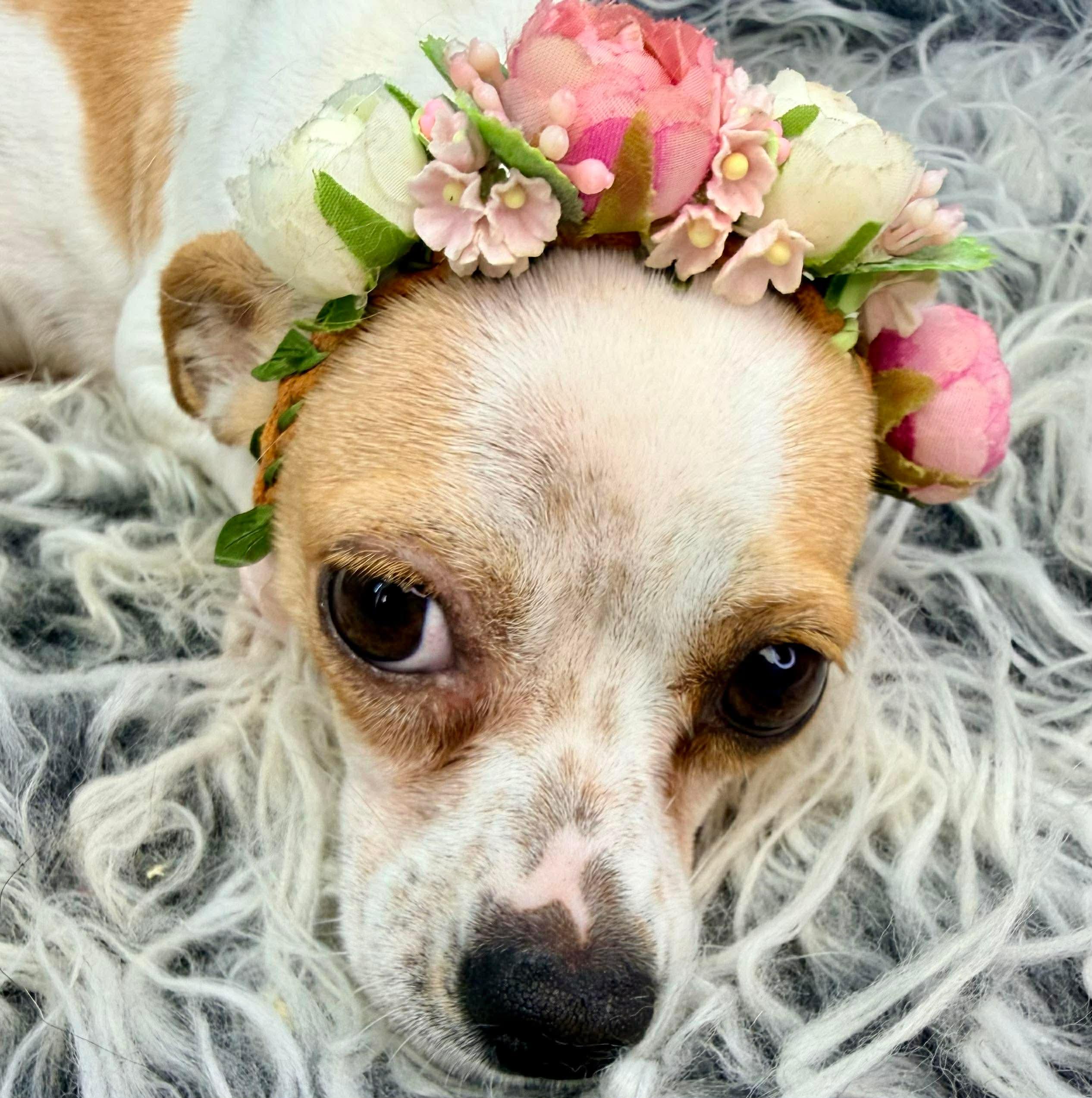 Enlarge Bramble, a Adoptable mixed breed in Flat Rock, MI image 3/6