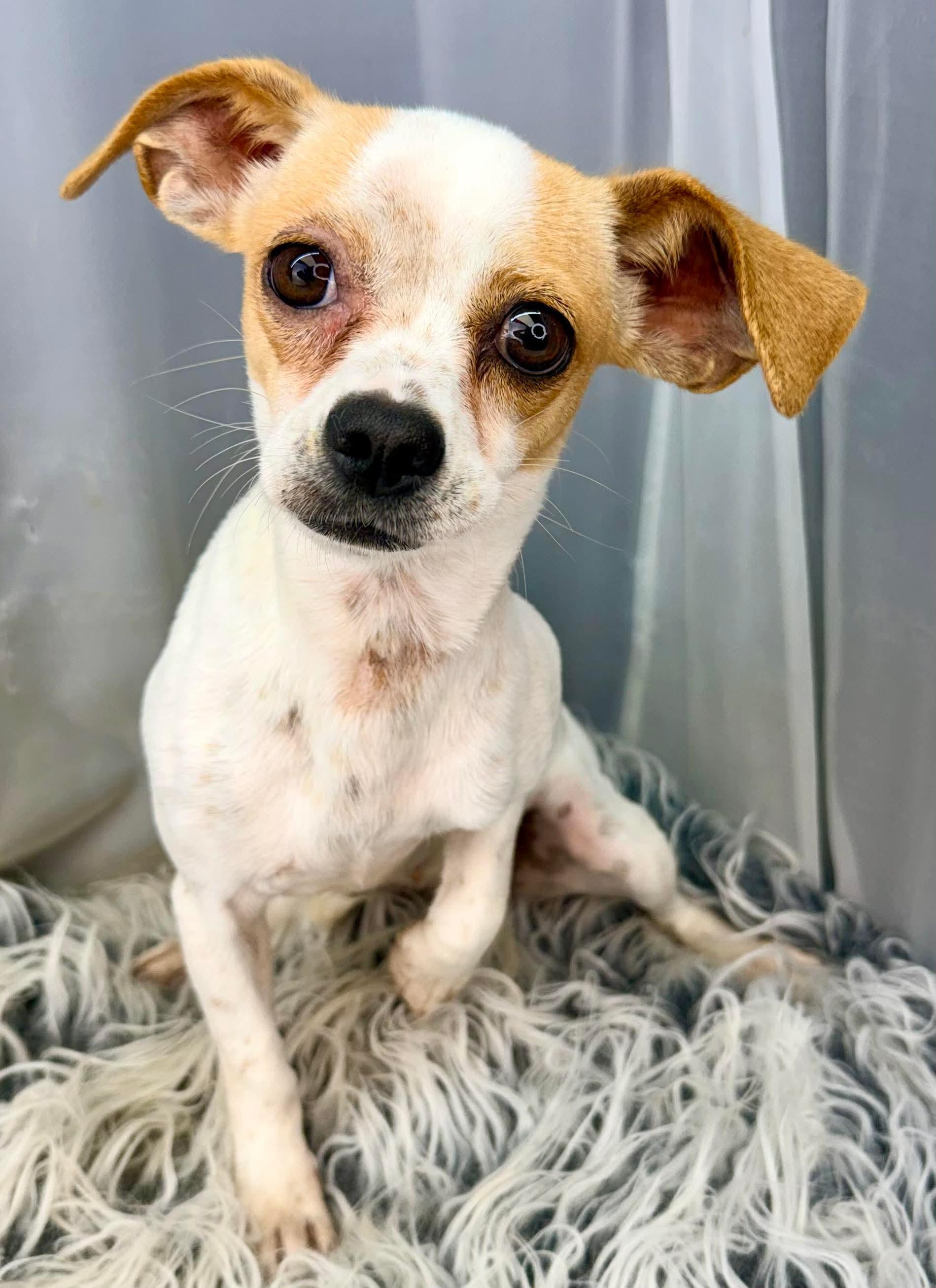 Enlarge Bramble, a Adoptable mixed breed in Flat Rock, MI image 2/6