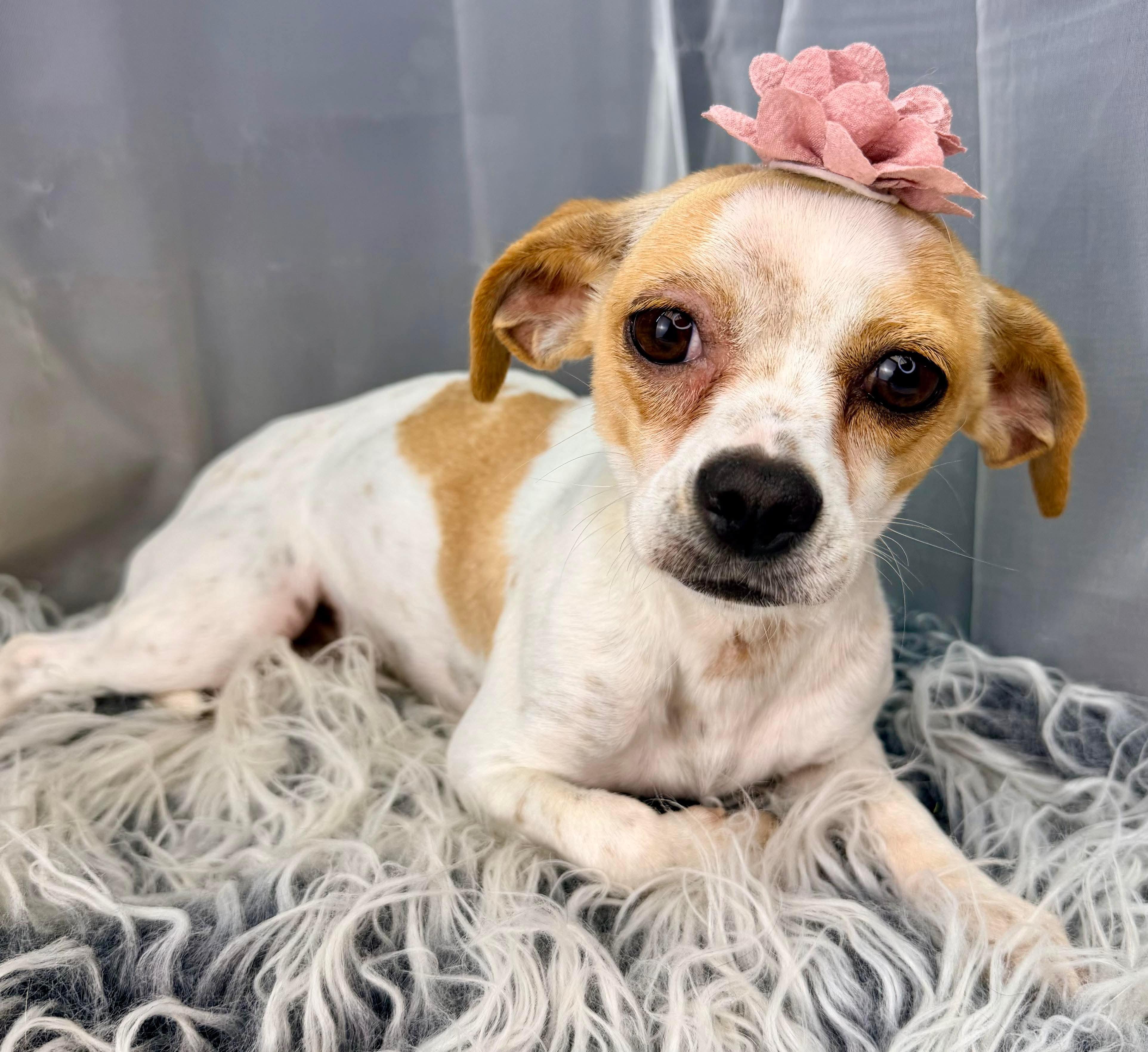 Enlarge Bramble, a Adoptable mixed breed in Flat Rock, MI image 6/6