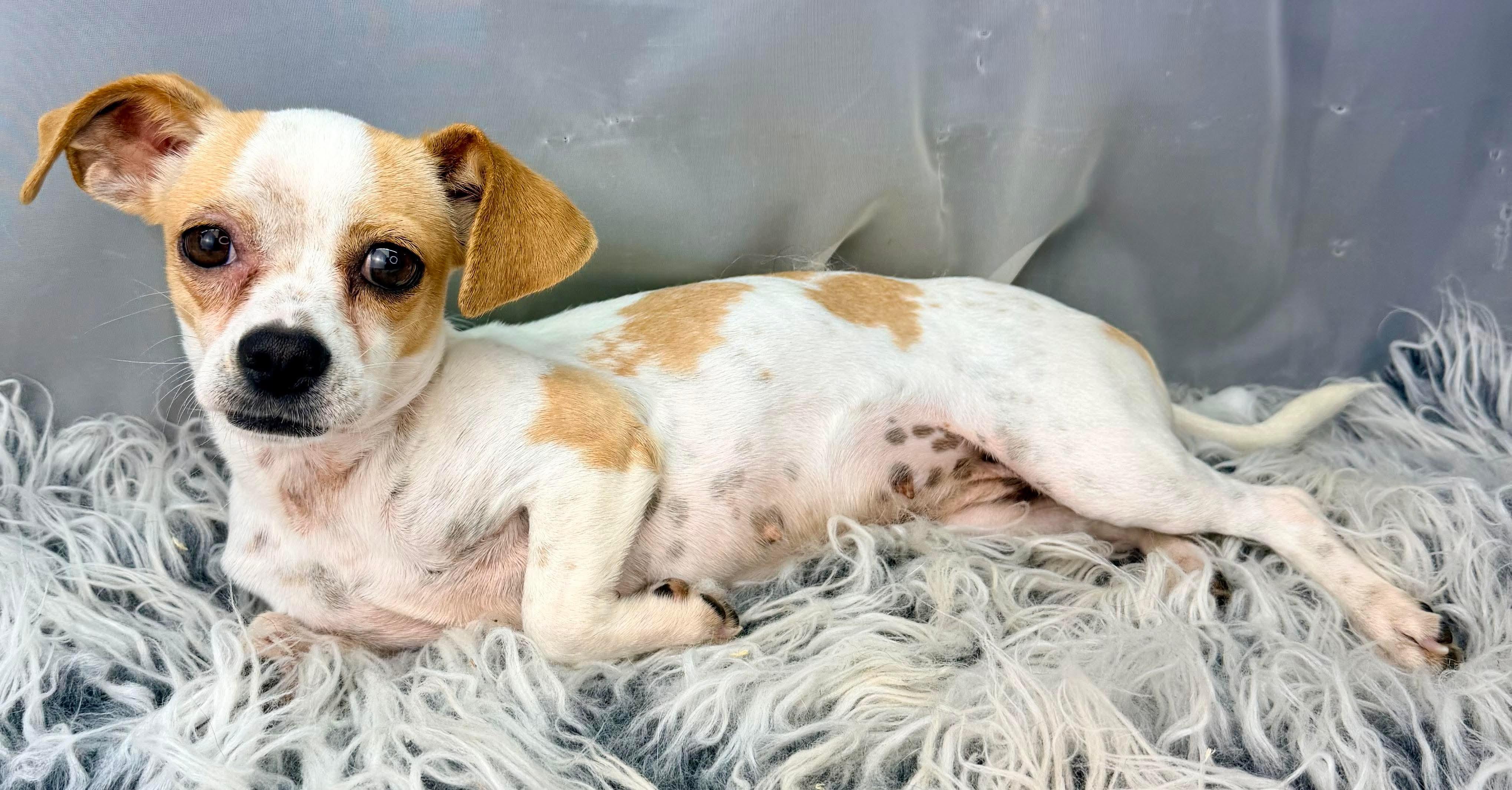 Enlarge Bramble, a Adoptable mixed breed in Flat Rock, MI image 5/6