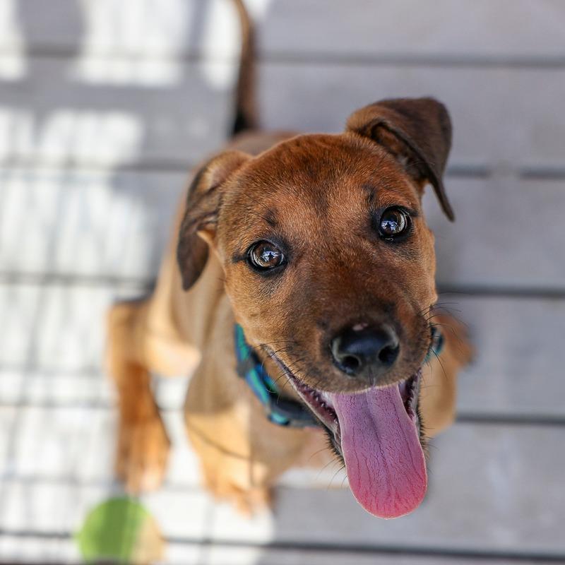 Enlarge Tater Tot, a Adoptable Mixed Breed in Bradenton, FL image 1/1