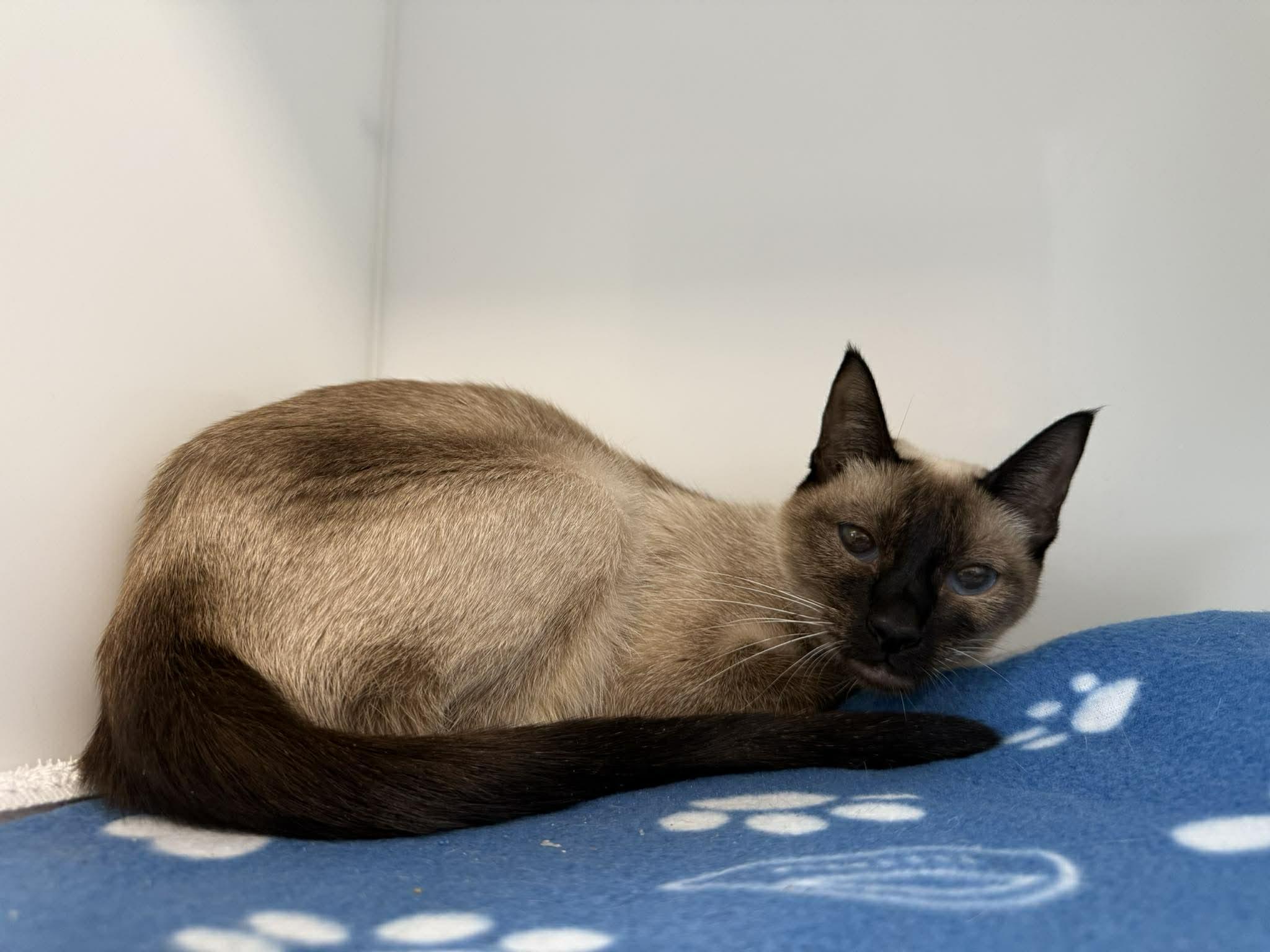 Enlarge Bella, an adopted mixed breed in Delson, QC image 1/1