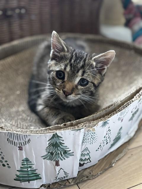 NOODLES, Adoptable, Kitten Male Domestic Short Hair.