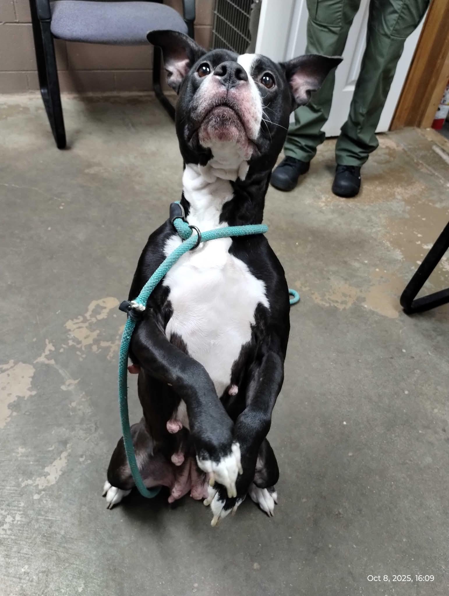 25-160 Available 10-29-25, a Adoptable American Staffordshire Terrier in Carrollton, OH image 1/5