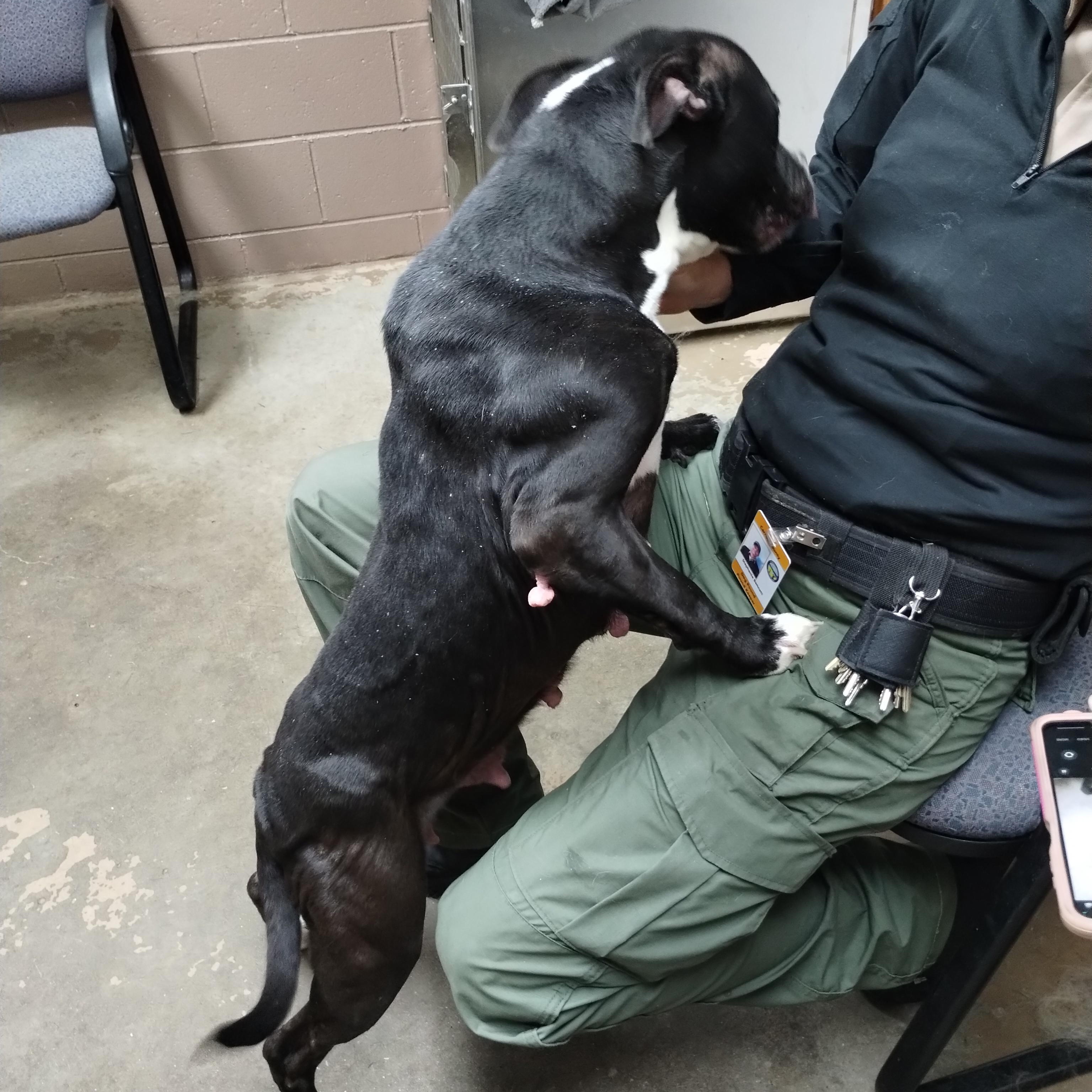 25-160 Available 10-29-25, a Adoptable American Staffordshire Terrier in Carrollton, OH image 2/5