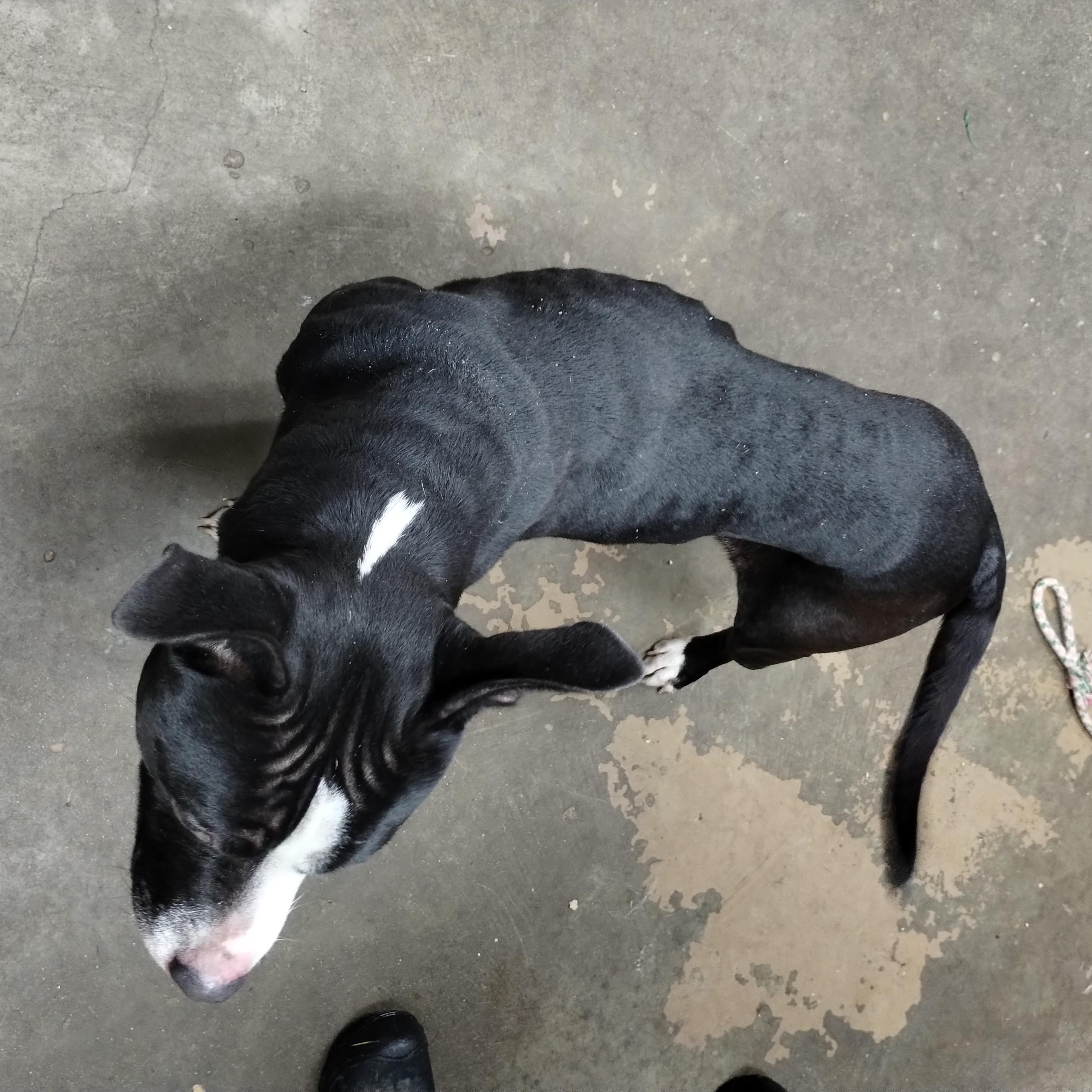 25-160 Available 10-29-25, a Adoptable American Staffordshire Terrier in Carrollton, OH image 3/5