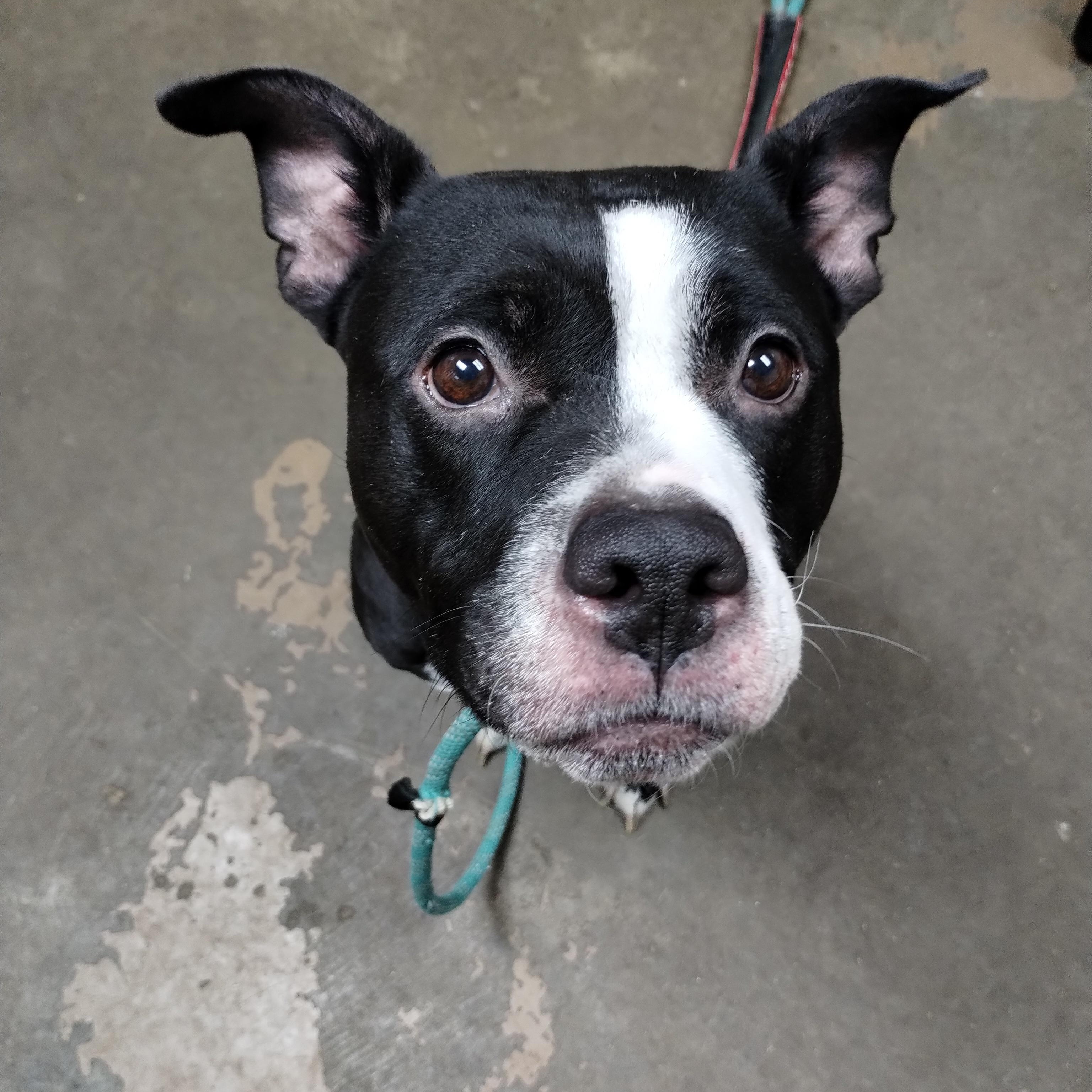 25-160 Available 10-29-25, a Adoptable American Staffordshire Terrier in Carrollton, OH image 4/5