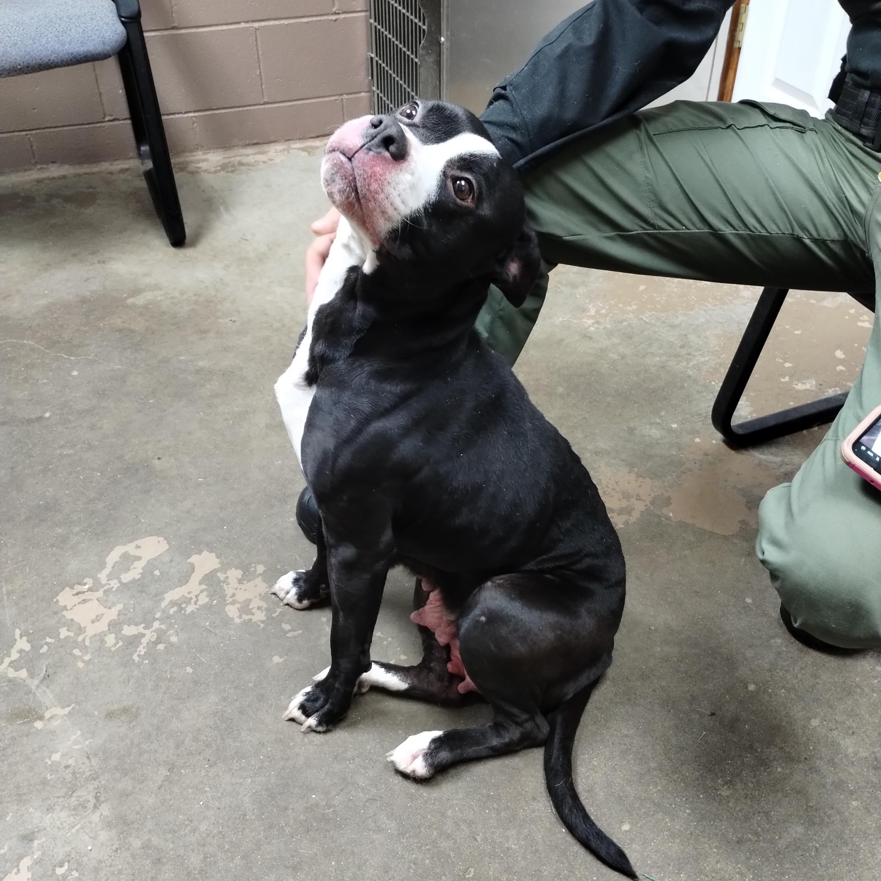25-160 Available 10-29-25, a Adoptable American Staffordshire Terrier in Carrollton, OH image 5/5