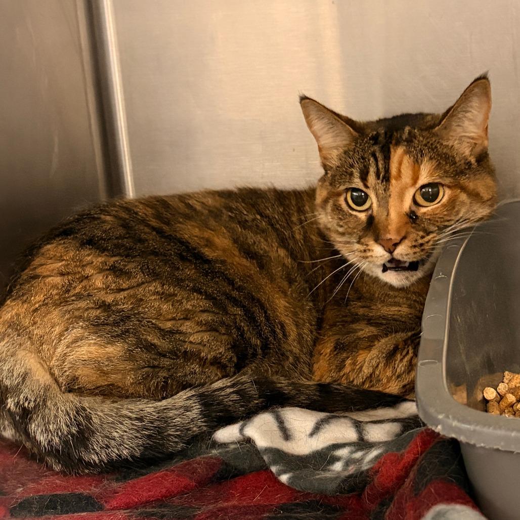 Enlarge Honey, a Adoptable Domestic Short Hair in Franklin, NC image 1/1