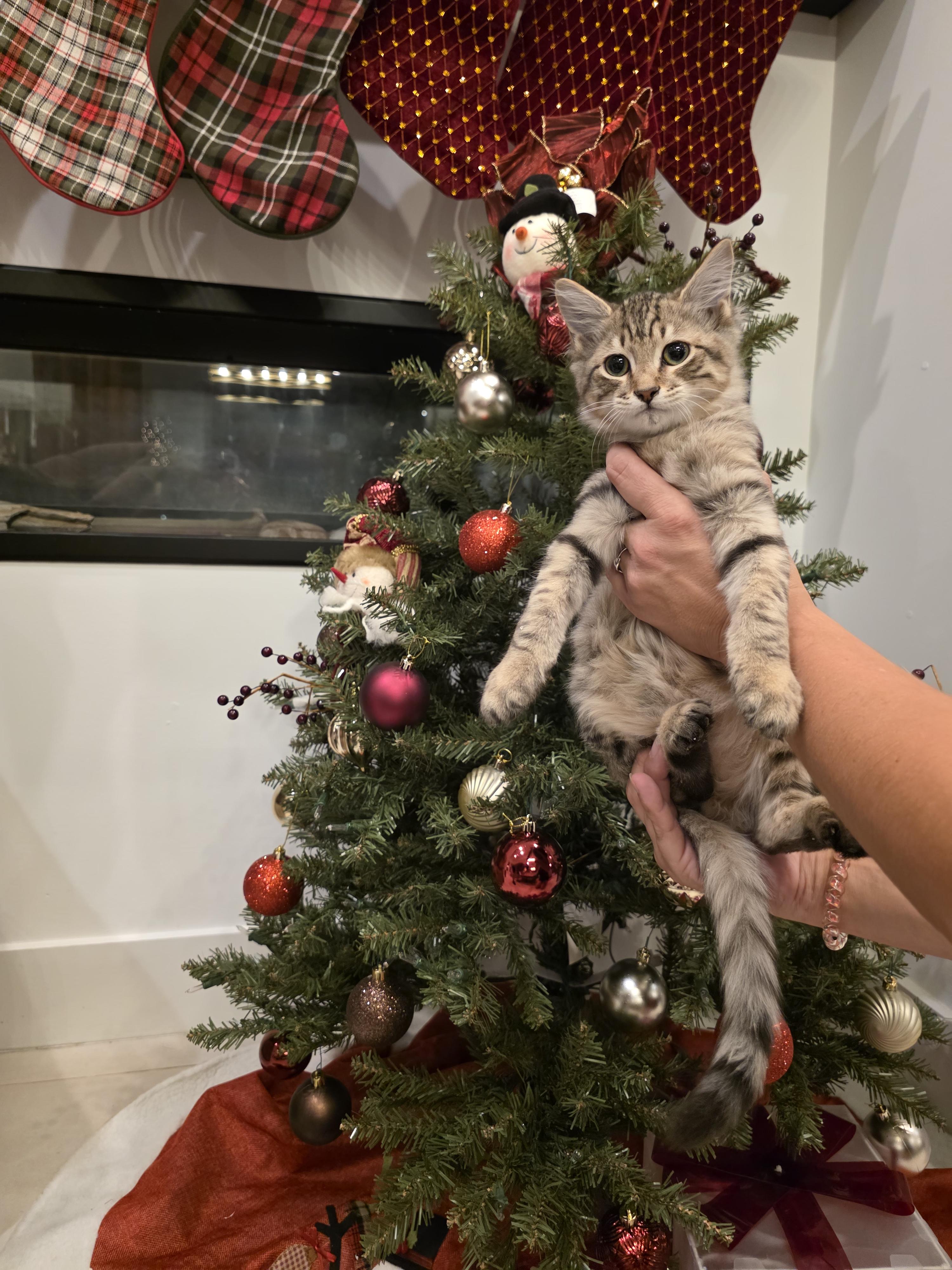 Enlarge Feather, an adopted Tabby in Maitland, FL image 1/1