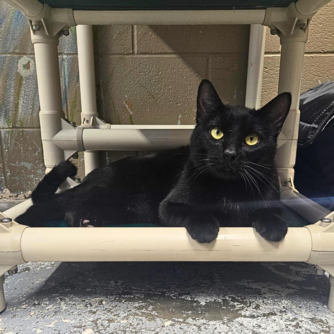 Riot, an adoptable Domestic Short Hair in Douglas, WY, 82633 | Photo Image 2