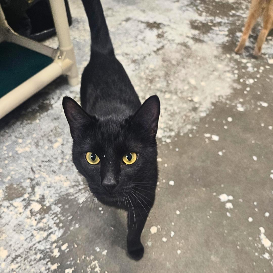 Enlarge Riot, an adoptable Domestic Short Hair in Douglas, WY image 2/3