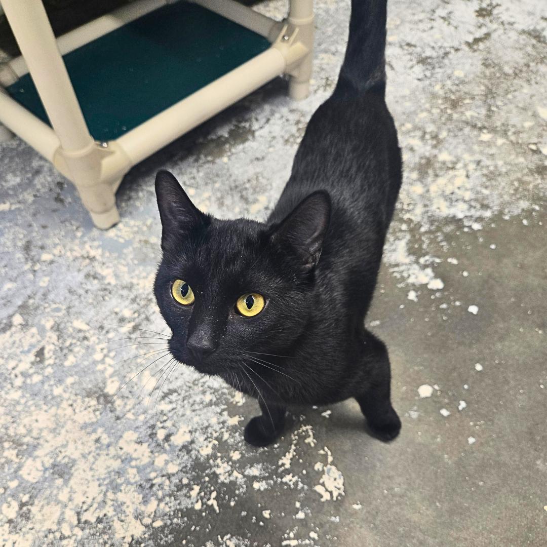 Enlarge Riot, an adoptable Domestic Short Hair in Douglas, WY image 3/3