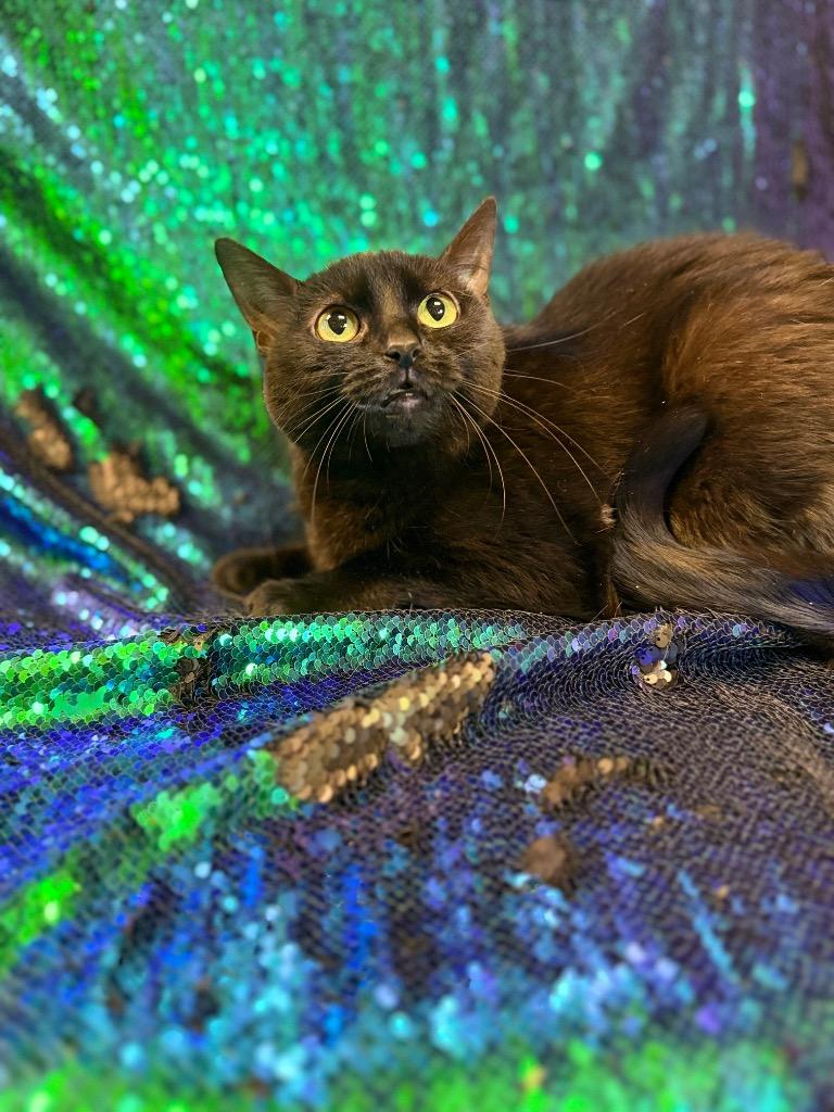 Gyda, Adoptable, Adult Female Domestic Short Hair.