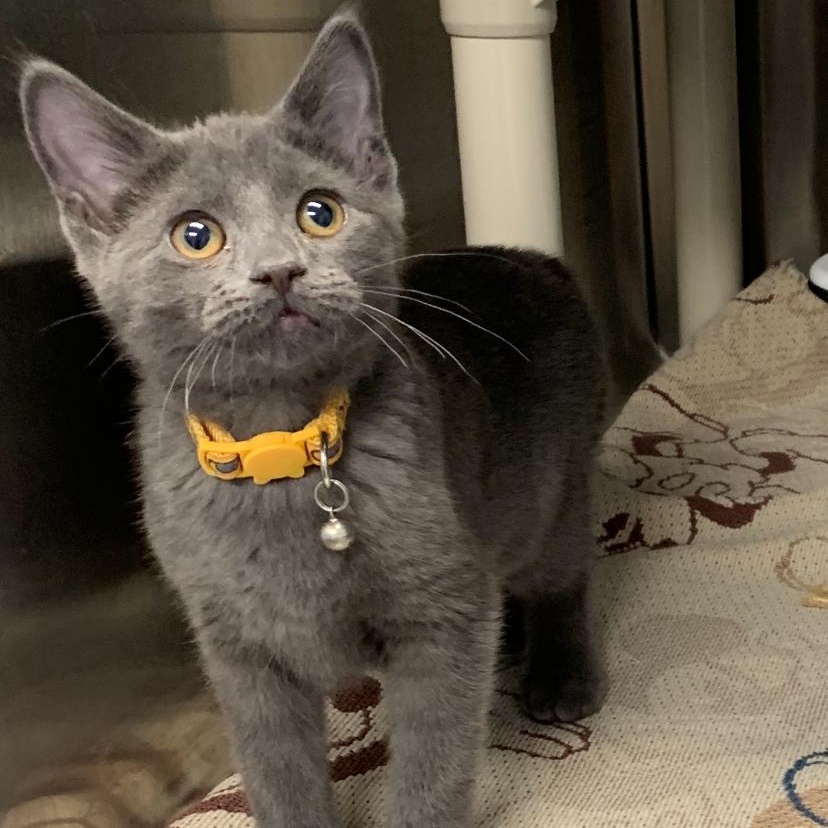 Sparrow and Dove, an adoptable Domestic Short Hair, Manx in Brooks, AB, T1R 1B2 | Photo Image 3