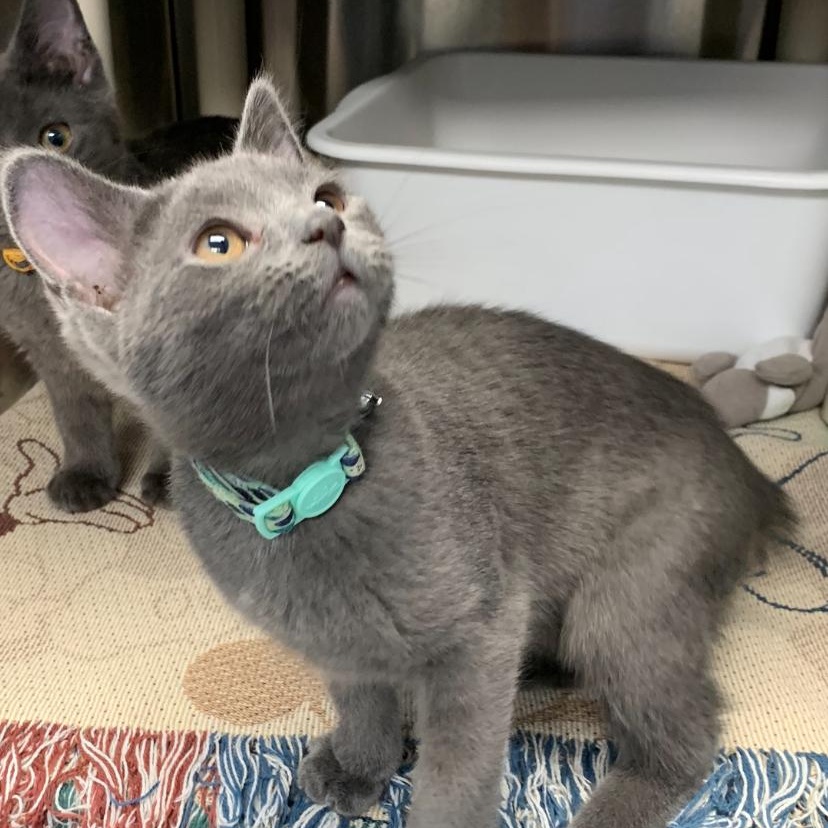 Sparrow and Dove, an adoptable Domestic Short Hair, Manx in Brooks, AB, T1R 1B2 | Photo Image 4