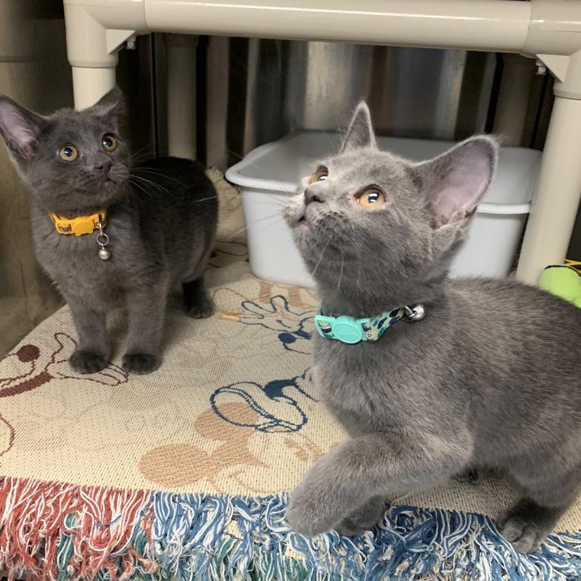 Sparrow and Dove, an adoptable Domestic Short Hair, Manx in Brooks, AB, T1R 1B2 | Photo Image 2