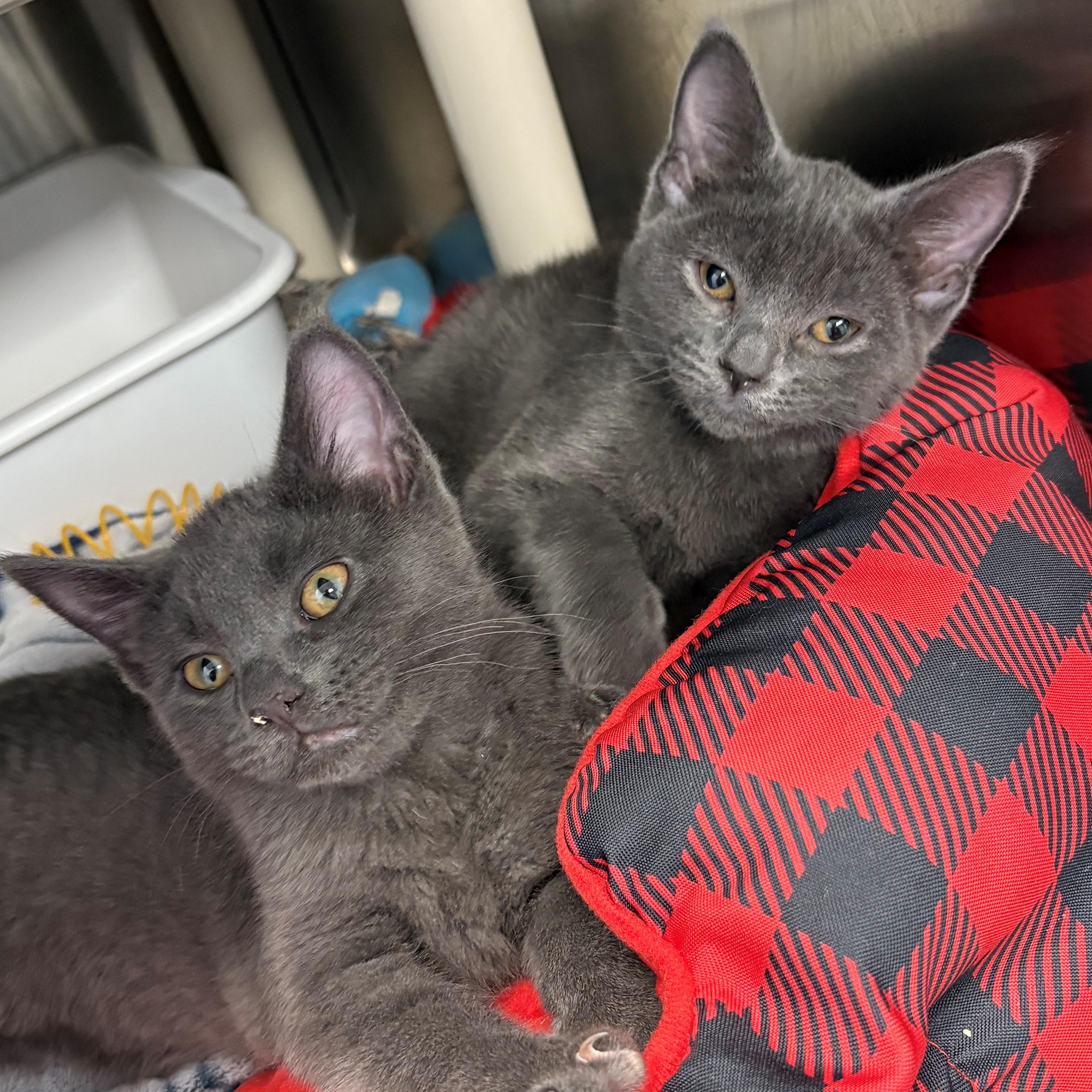 Sparrow and Dove, an adoptable Domestic Short Hair, Manx in Brooks, AB, T1R 1B2 | Photo Image 1