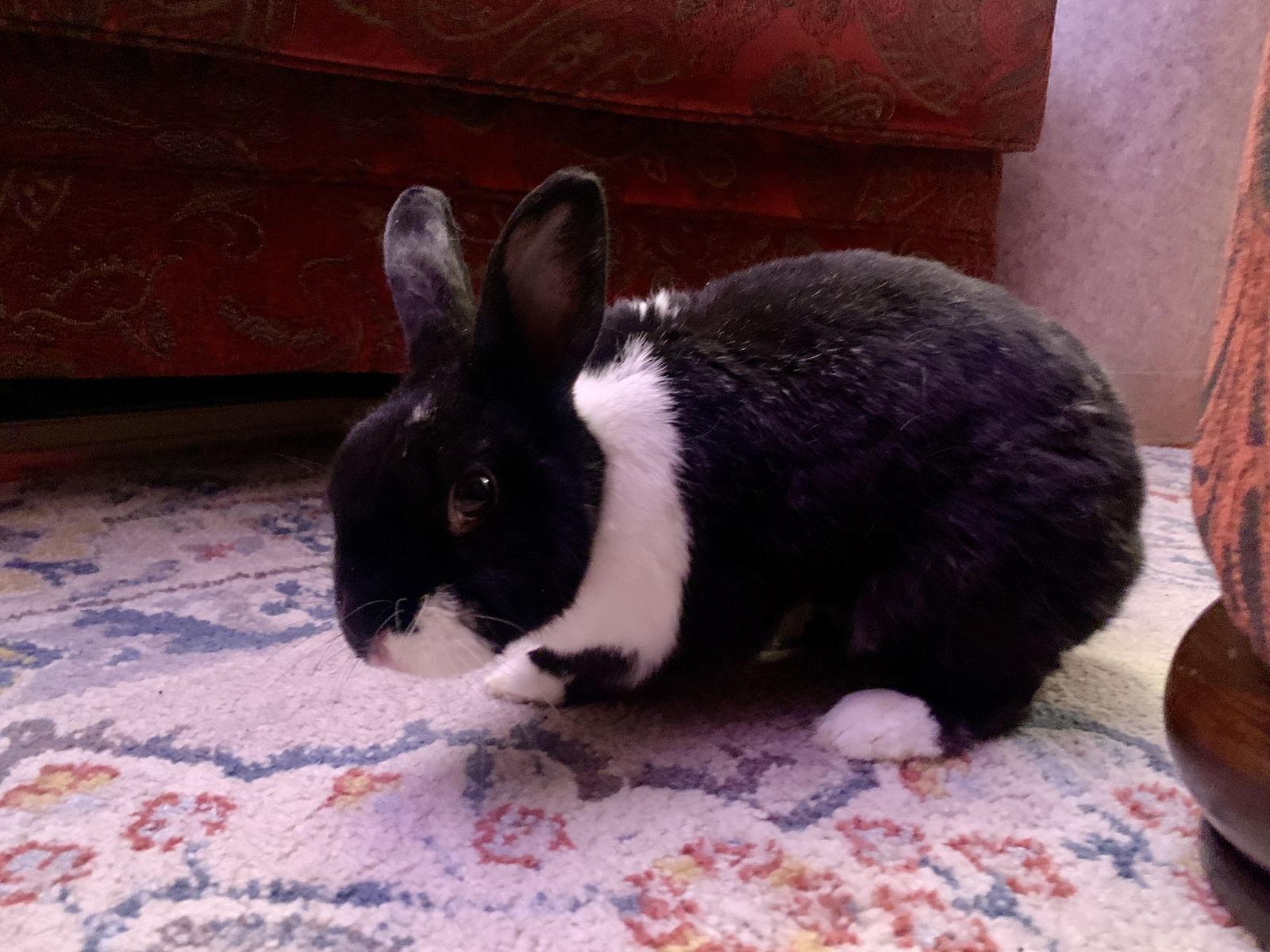 Lizi, a Adoptable Dutch in Minneapolis, MN image 1/3