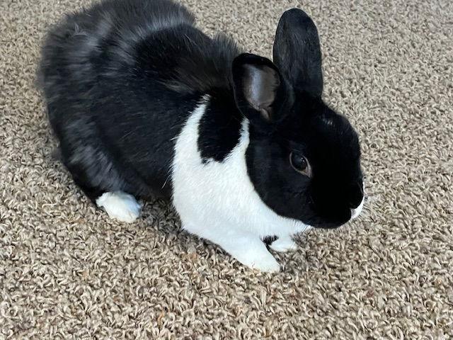 Lizi, a Adoptable Dutch in Minneapolis, MN image 2/3