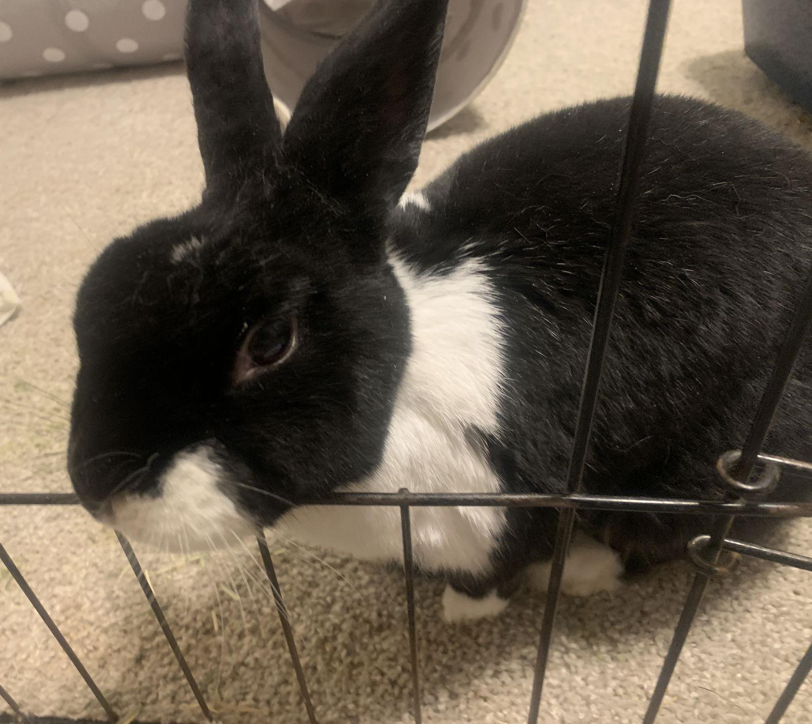 Lizi, Adoptable, Young Female Dutch.