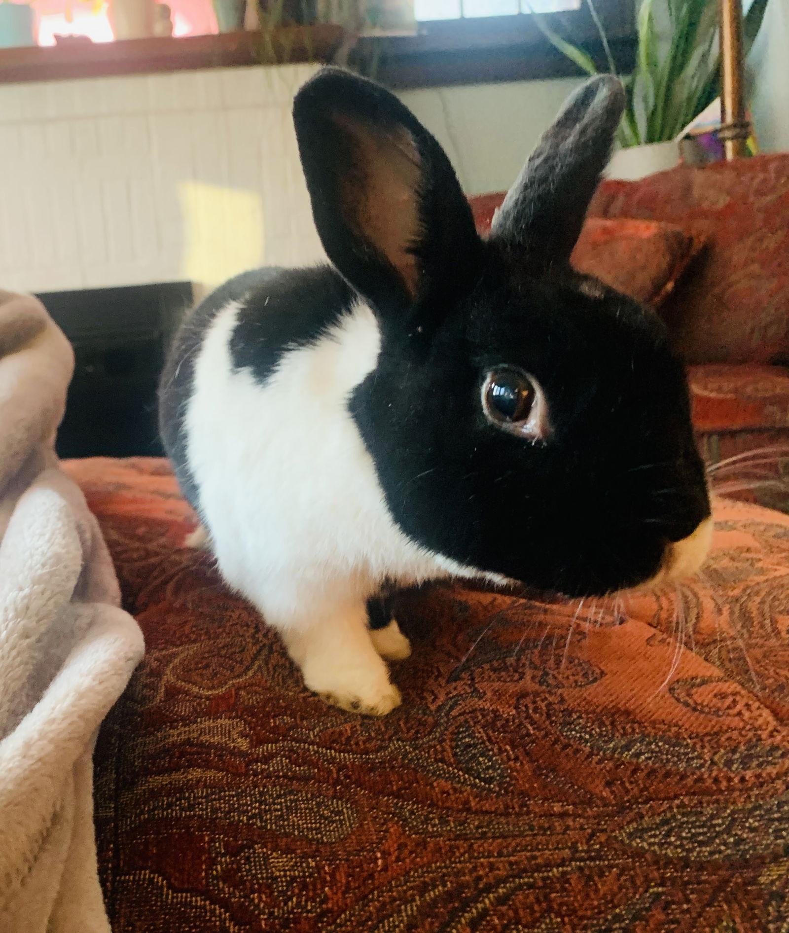 Lizi, a Adoptable Dutch in Minneapolis, MN image 2/3