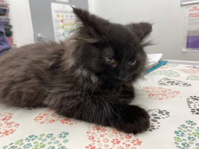 LEROY, Adoptable, Kitten Male Domestic Long Hair.
