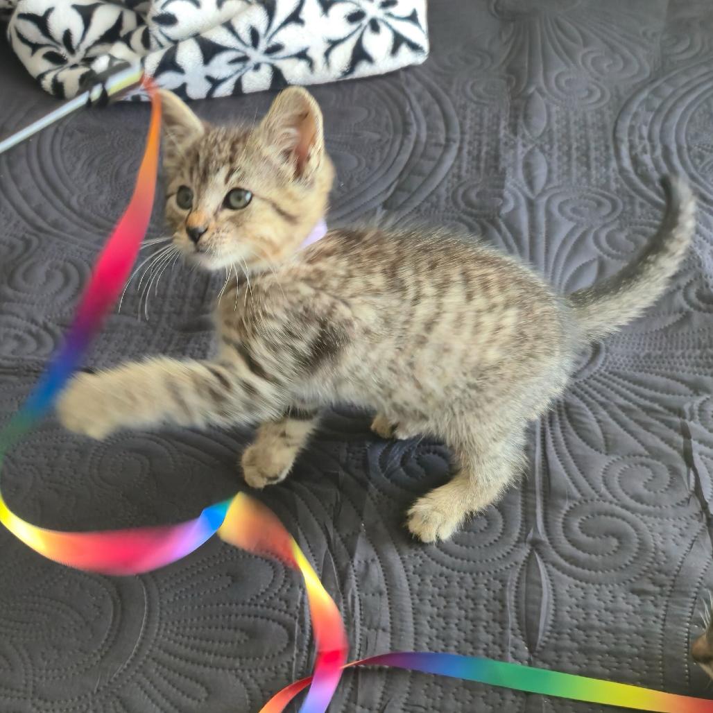 Enlarge Squeak, a Adoptable Domestic Short Hair in Escondido, CA image 1/3
