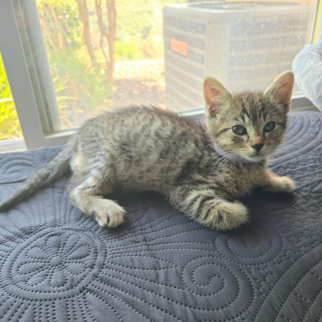 Enlarge Squeak, a Adoptable Domestic Short Hair in Escondido, CA image 2/3