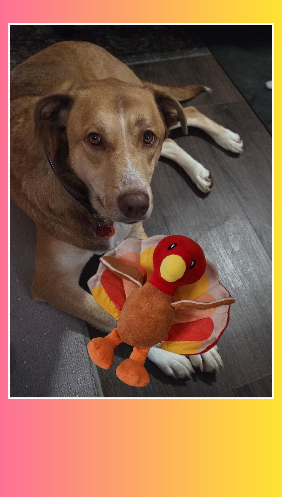 Enlarge Selina A+, a Adoptable mixed breed in Lake Geneva, WI image 2/6