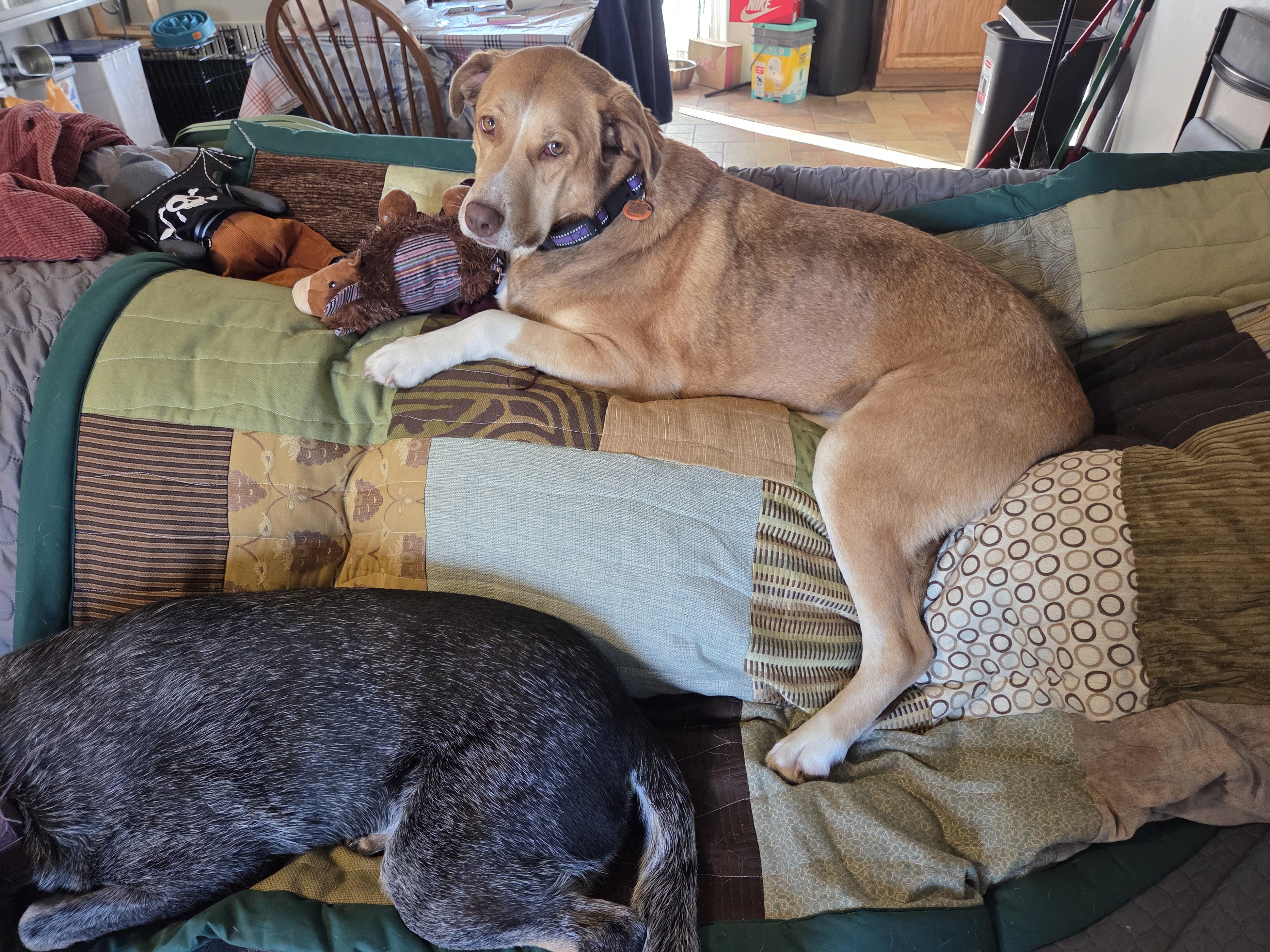 Enlarge Sienna A+, a hold mixed breed in Lake Geneva, WI image 4/6