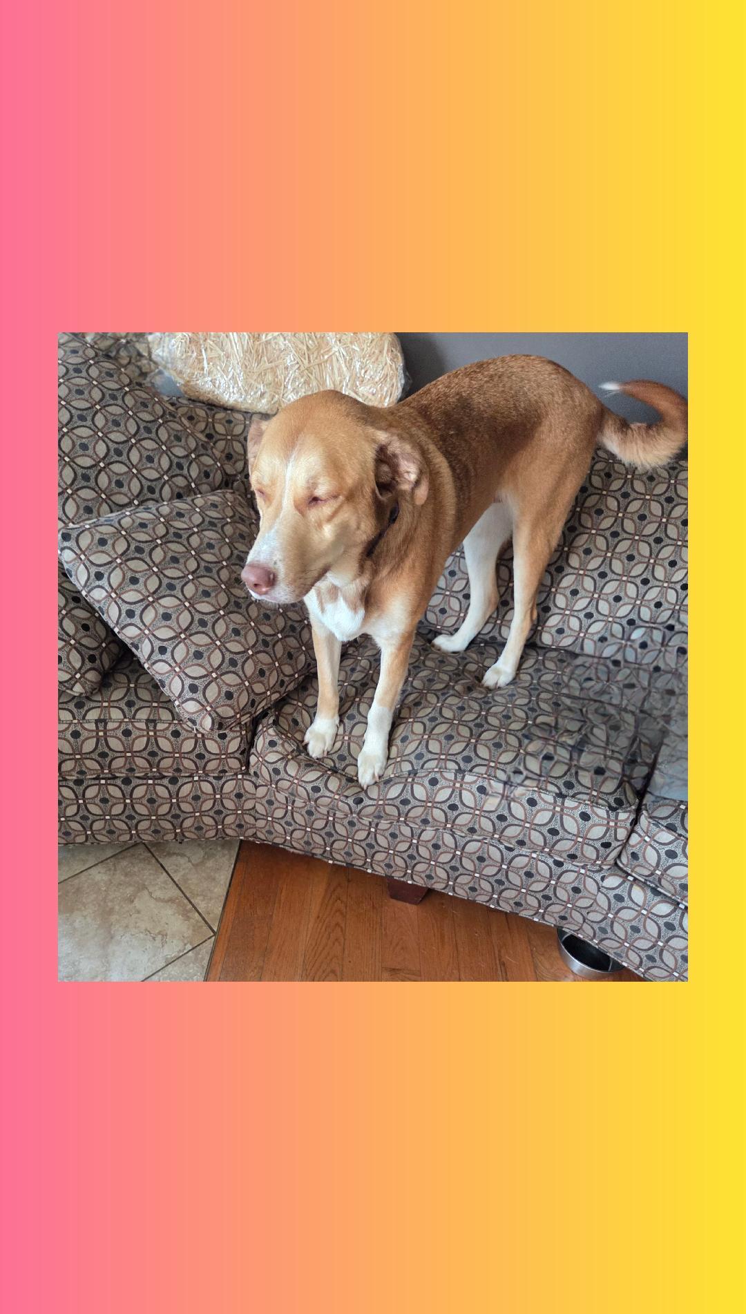 Enlarge Selina A+, a Adoptable mixed breed in Lake Geneva, WI image 3/6